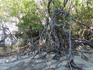 Cape Tribulation, Daintree  National Park, Australia