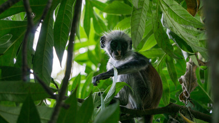 Red colobus monkey Tansania Sansibar Südafrika