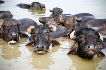 buffalo in the water bathing in the Ganges