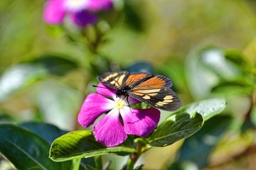 Flor violeta con mariposa