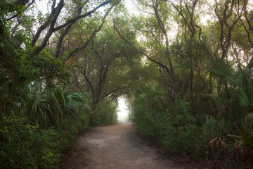 Fototapeta premium The enchanted forest of the Ponce Preserve that is 41 acres stretching from the Atlantic Ocean to the Halifax River and the site of the Green Mound State Archaeological Site, an ancient Indian midden.