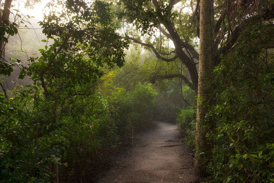 The enchanted forest of the Ponce Preserve that is 41 acres stretching from the Atlantic Ocean to the Halifax River and the site of the Green Mound State Archaeological Site, an ancient Indian midden.