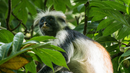 Red colobus monkey Tansania Sansibar Südafrika