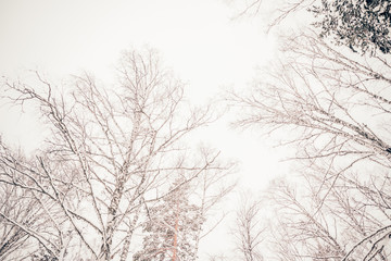 Fototapeta na wymiar Beautiful winter nature, white snow