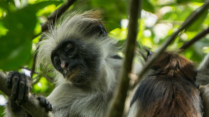 Red colobus monkey Tansania Sansibar Südafrika