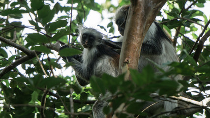 Red colobus monkey Tansania Sansibar Südafrika