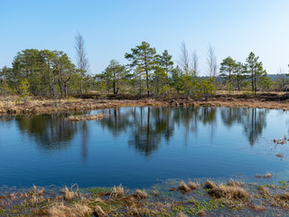 Fototapeta premium simple swamp landscape with swamp grass and moss in the foreground, small swamp pond and swamp pines in the background, blurry background