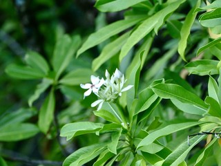 Cape Tribulation, Daintree  National Park, Australia