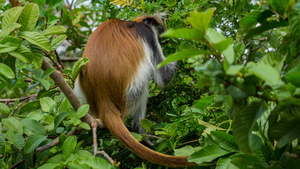 Red colobus monkey