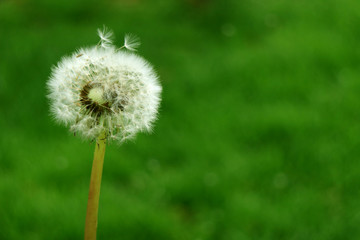 Closeup a Dandelion flower head with a few flying tiny florets on blurry green meadow
