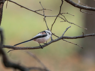 Long-tailed tit, Aegithalos caudatus, single bird on branch