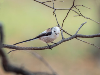 Long-tailed tit, Aegithalos caudatus, single bird on branch