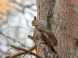 Euroasian red squirrel. Eurasian red squirrel (Sciurus vulgaris) is a species of tree squirrel in the genus Sciurus common throughout Eurasia. Red squirrel in autumn entourage