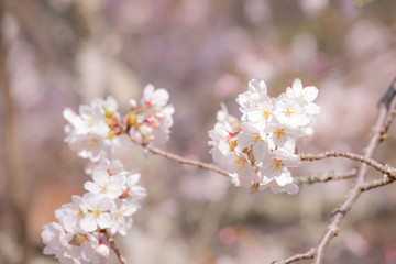ふんわりしたイメージの桜の花
