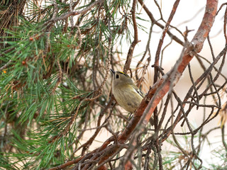 The goldcrest (Regulus regulus) is a very small passerine bird in the kinglet family.