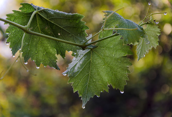 Drop of water on grape leaf