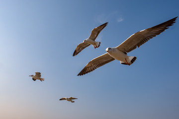 Seagull flying on the sea in Thailand