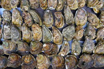 Tray of fresh long oysters in bulk in Brittany, France