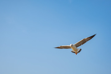 Seagull flying on the sea in Thailand