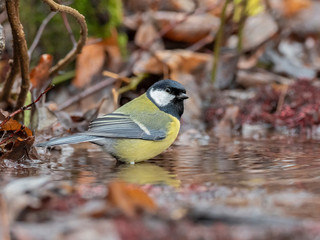  Great tit (Parus major) bathes in water in nature amidst the autumn entourage. The  great tit (Parus major) is a small passerine bird in the tit family, Paridae.