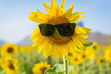 Sunflower field with beautiful blue sky
