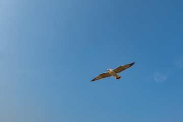 Seagull flying on the sea in Thailand