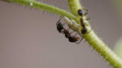 Fototapeta premium caterpillar on a leaf