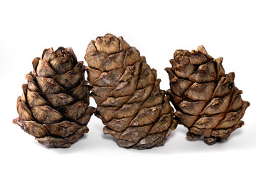 three cedar cones pinus sibirica on the white background macro