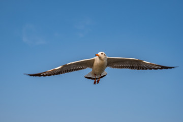 Seagull flying on the sea in Thailand