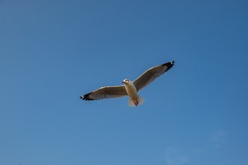 Seagull flying on the sea in Thailand