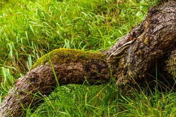 Moss covered tree trunk in the green grass