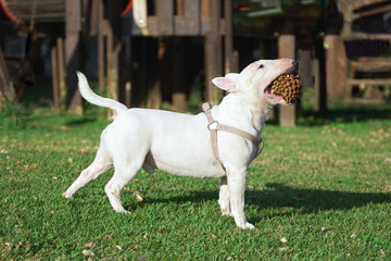 White bull terrier holds in teeth a large cone outdoors