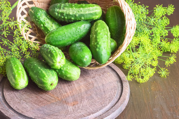 fresh cucumbers in a wicker basket close-up and dill branches.  background with a bunch of fresh cucumbers and branches of fresh dill with inflorescences.