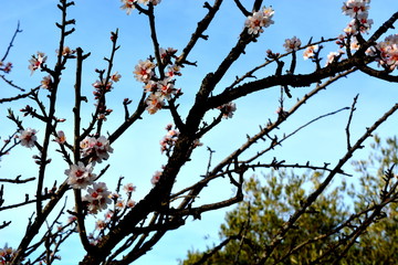 amandier en fleur