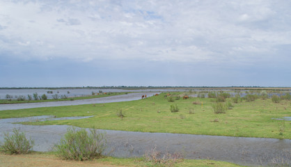Green flood meadow with small bushes
