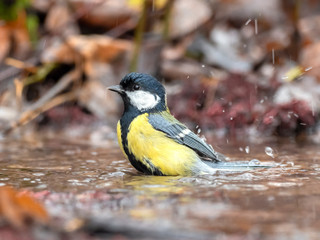  Great tit (Parus major) bathes in water in nature amidst the autumn entourage. The  great tit (Parus major) is a small passerine bird in the tit family, Paridae.