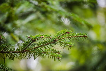 The branches of evergreen trees Firs