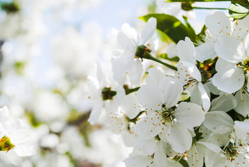 Flowering cherry tree. White flowers. Spring.