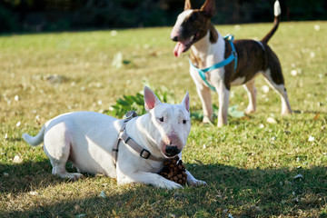 Two bull terriers wearing harnesses on the green meadow in sunny summer day outdoors