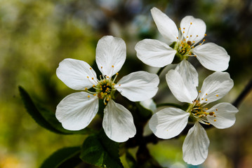 Flowering cherry tree. White flowers. Spring.