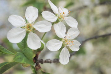 Obraz na płótnie Canvas Flowering cherry tree. White flowers. Spring.