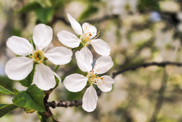 Flowering branch of cherry close-up. Spring day.