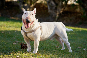 White bull terrier wearing a harness standing with his tongue out on the green grass outdoors in...