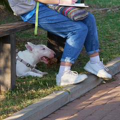 White bull terrier is lying under a bench where its owner teen girl is sitting
