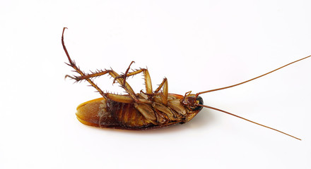 Cockroaches are dead with insecticides on a white background.