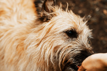 Walk the dogs. Dog from an animal shelter. Terrier long-haired dog for a walk in the park. Pet care, pet health.