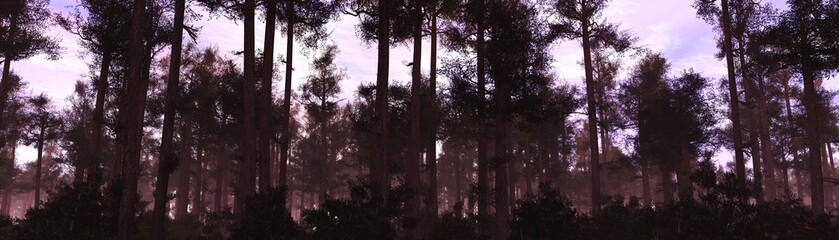 Forest in fog at sunset, trees in haze, park in the morning in smoke