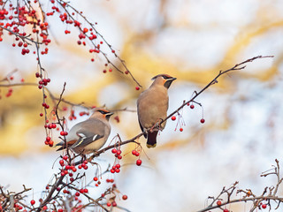 Bohemian Waxwing - Bombycilla garrulus - feeding on the berries in winter time. Wild Bohemian Waxwing (Bombycilla garrulus) in berry bush. 