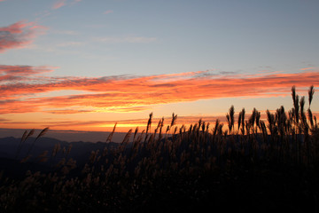 曽爾高原　ススキ