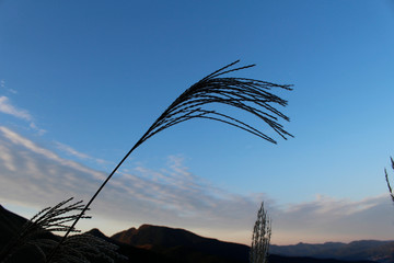 曽爾高原　ススキ